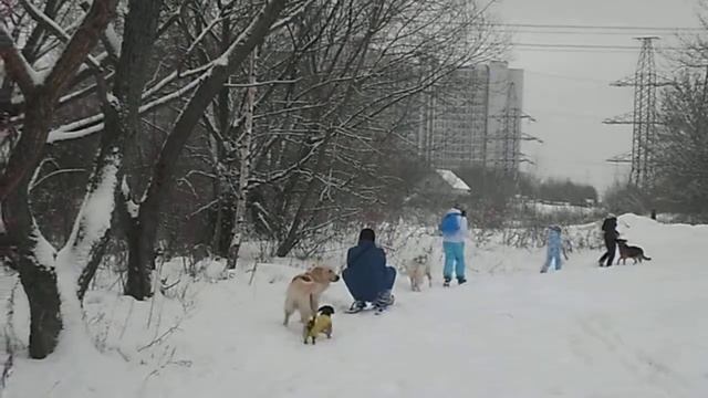 Катание на санках с собаками Иртен смотреть онлайн