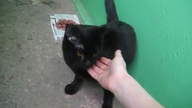 Черная кошка выброшена в подъезд. Пропала... смотреть онлайн