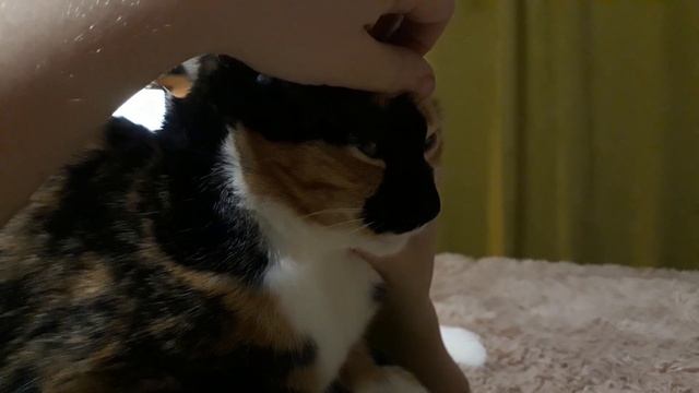 Новый вид сверчков смотреть онлайн