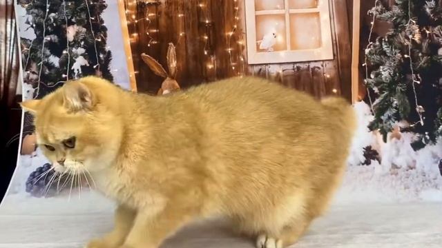 Британская золотая шиншилла Мс Биг смотреть онлайн