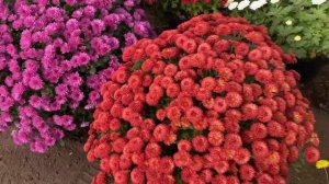 Хризантема шаровидная | Красивые цветы в сад | Многолетники