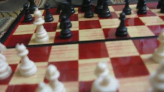 Волнистый попугай-шахматист смотреть онлайн