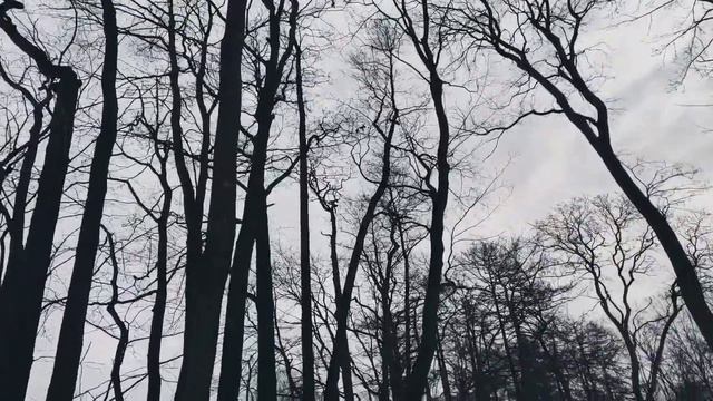 VID 20240218 095023 Весеннее солнце (Стефаун Сигурдссон ур Хвитадаль)...Павел Васильев Лахтинский смотреть онлайн