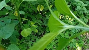 ЛИСТЬЯ ТОПИНАМБУРА. Лечебные свойства.