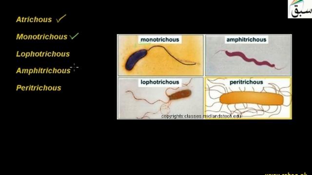 Flagella and Its Structure, Biology Lecture | Sabaq.pk смотреть онлайн