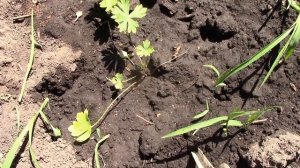 ДЕЛЬФИНИУМ многолетний сажаем СЕМЕНАМИ