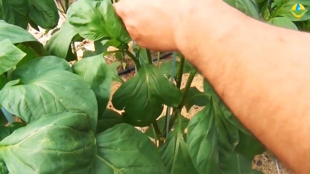 Правильное формирование перца (при загущенной посадке болгарского перца). смотреть онлайн