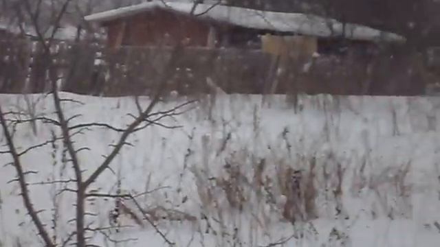 куплю участок дом коттедж ooosapfir.ru +79636729123 смотреть онлайн