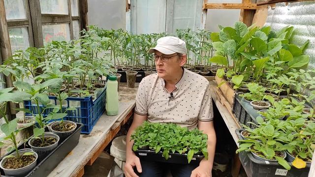 Подкормка рассады томатов, перцев перед высадкой в грунт. смотреть онлайн