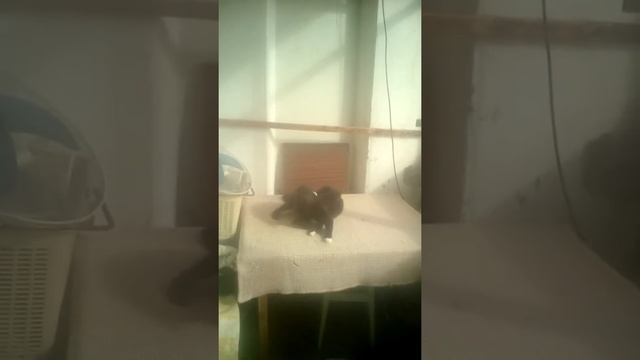 Кошка дерётся с котёнком!! смотреть онлайн