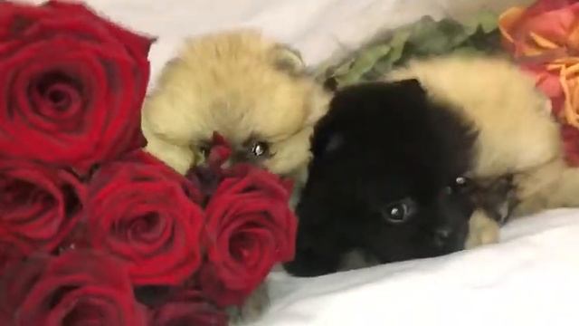 Лучшие друзья девушек это Померанцы!!! смотреть онлайн