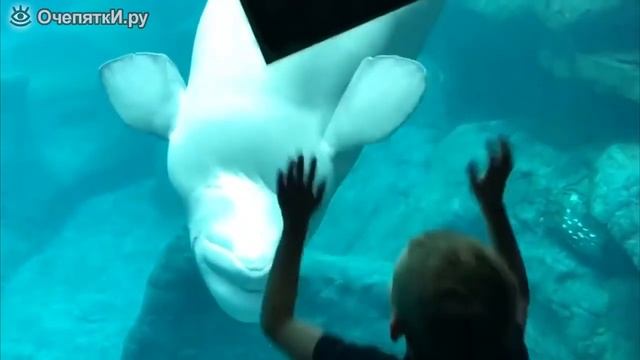 Белуха и дети смотреть онлайн