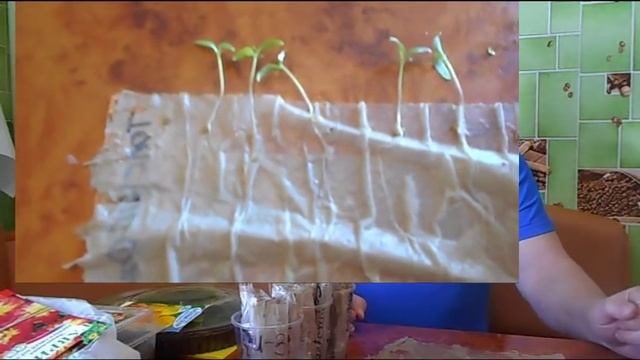 Всхожесть просроченных семян смотреть онлайн