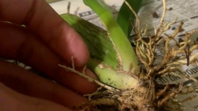 Камбрии и их родители в вопросе переукоренения смотреть онлайн