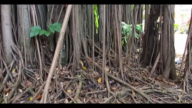 Особняк Чинпрача и Дом Губернатора Пхукета | Chinpracha House And Gouverneur House In Phuket