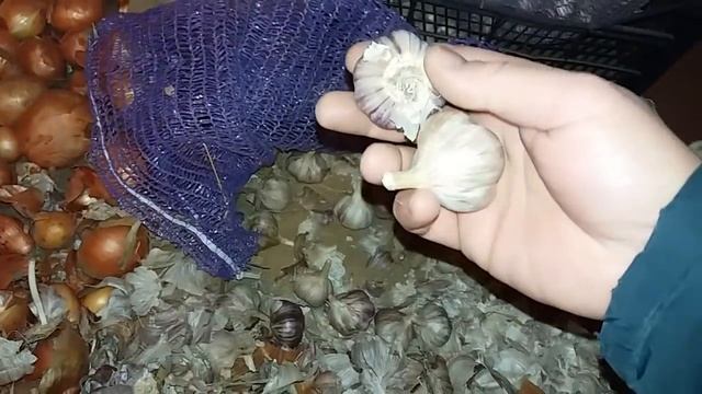 Основные факторы влияющие на хранение чеснока. Сорт, сроки уборки, сушка и хранение. смотреть онлайн