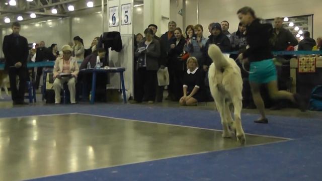 Выставка собак "Евразия-2015", 2 день. Ринг среднеазиатских овчарок. смотреть онлайн