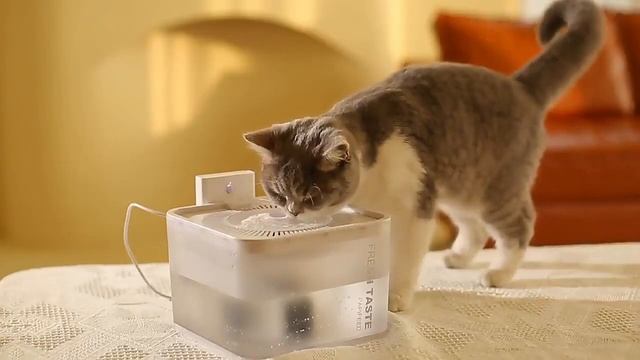 Беспроводная автоматическая поилка фонтан PAPIFEED смотреть онлайн