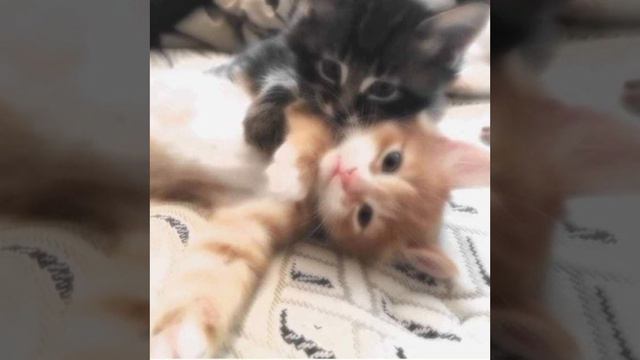 Daryana джус (speed up) смотреть онлайн