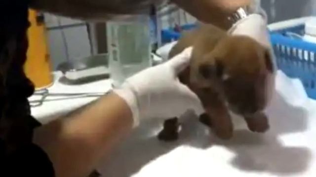 Крича от боли малышка ползла к спасителям на задних лапках, она надеялась, что ей помогут