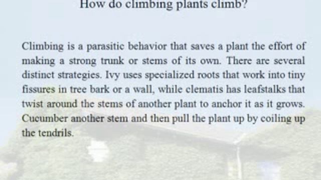 How do climbing plants climb? смотреть онлайн