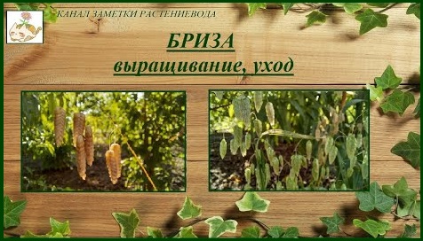 Бриза большая (трясунка) выращивание из семян, элегантный и неприхотливый злак смотреть онлайн