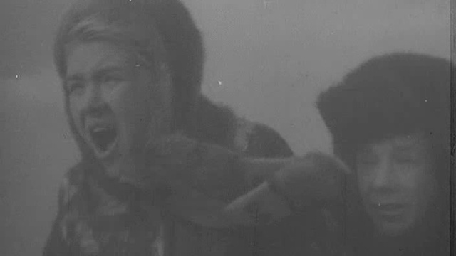 Дикая собака Динго