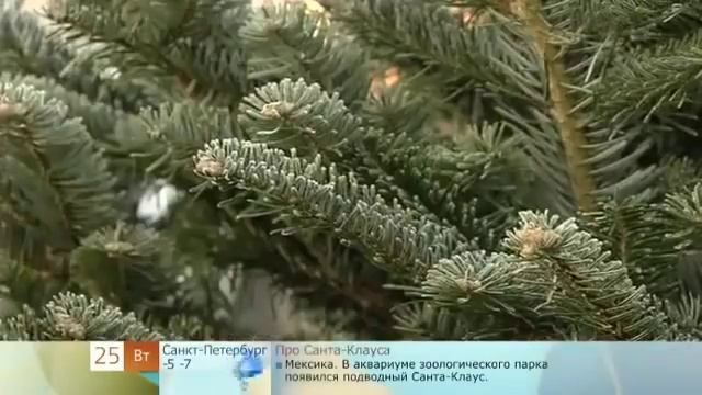 Как выбрать живую елку. Какую елку лучше купить. смотреть онлайн