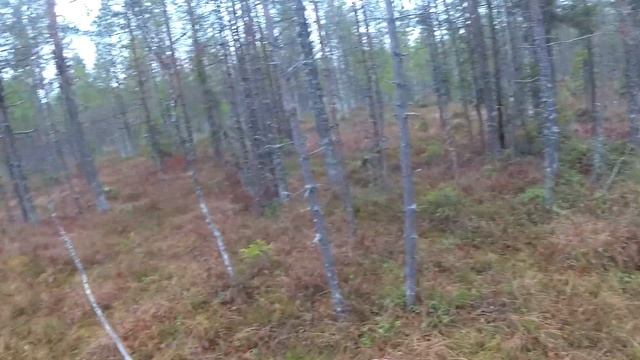Осенняя охота с лайкой! Охота в Коми 2022. смотреть онлайн