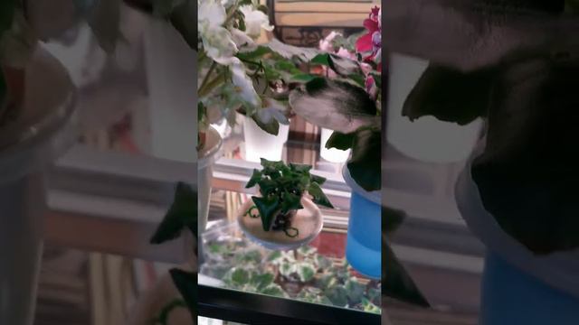 Цветущие фиалки, январь 2022 смотреть онлайн