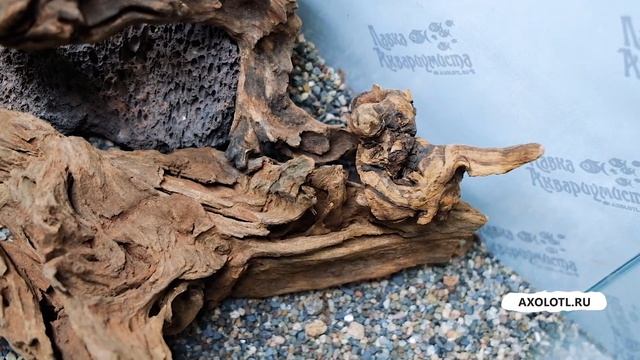 Оформление аквариума для крабов Красный Дьявол или Вампир на 47л смотреть онлайн