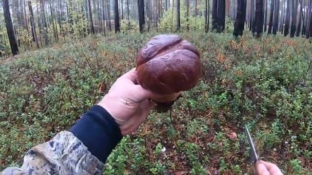 Белые грибы. Сургутский район. 02.09.2020 смотреть онлайн