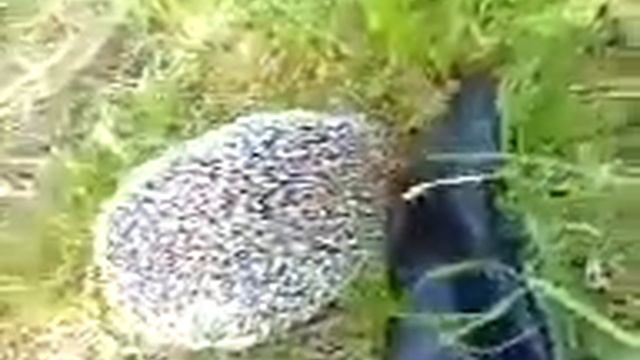 Ежик дерется с перчаткой смотреть онлайн