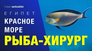 Рыба-хирург. Красное море. Египет