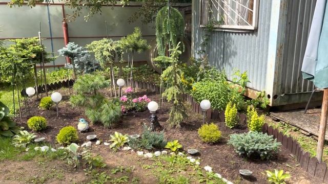 Моя любимая дача 19 июля 2022❤️Роза Супер Дороти. Покосила участок. Дождик. смотреть онлайн