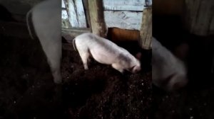 Свиньи роют землю