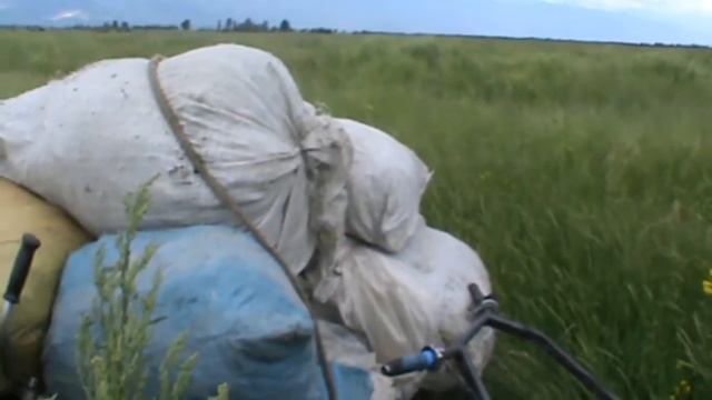 Промышленая заготовка чабреца смотреть онлайн