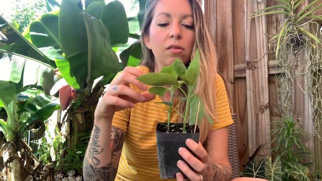 Summer Plant Sale Haul |Summers In Zone10b|