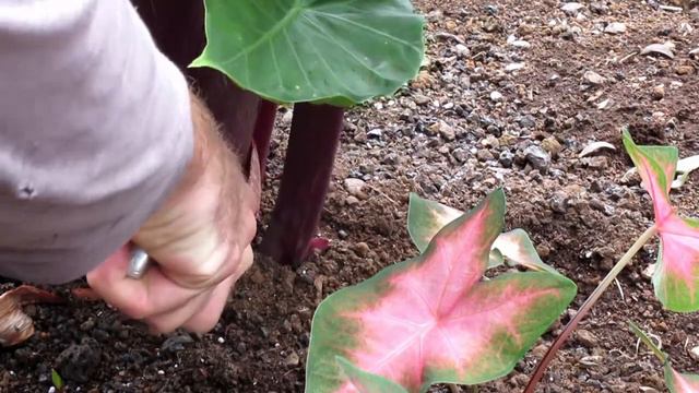 Alocasia Imperial Red
