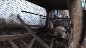 Подкормка комбикормом "Старт"