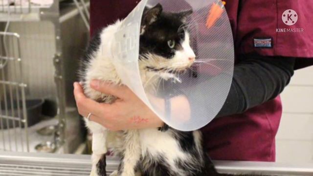 Котенок был в очень плохом состояние ,врачи не давали никакой надежды на жизнь