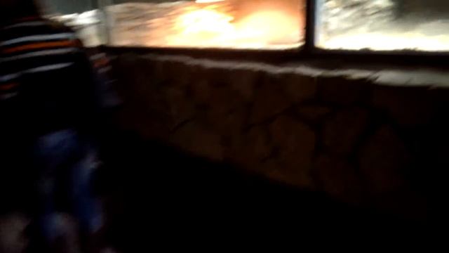 Немец офигевает в России - E480 - Екатеринбург - день 14 - видео 57 - крокодилы смотреть онлайн