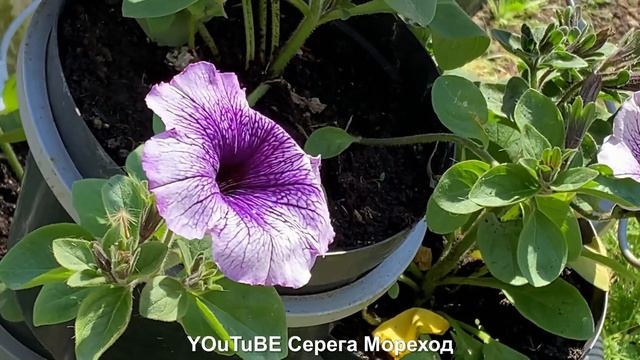 Пальма де Майорка. цветы смотреть онлайн