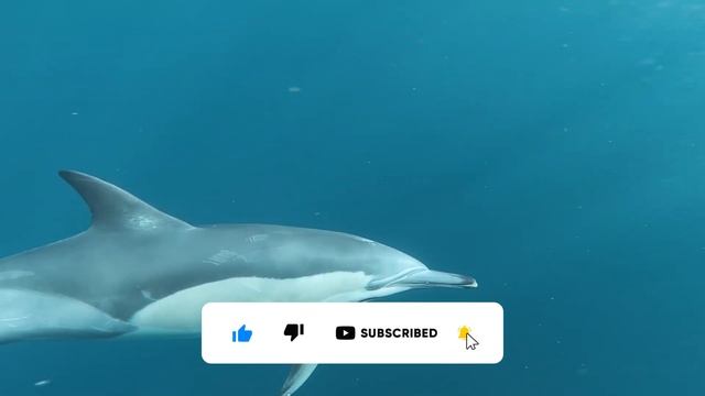 Amazing Dolphins And Relaxing Music - Music For Relax, Sleep, Study, Calm, Meditation