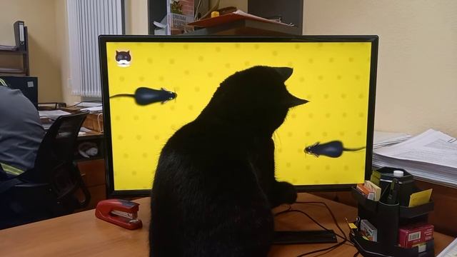 Кот-Васька развлекается с монитором! смотреть онлайн