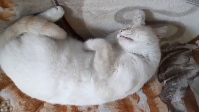 Хорошего настроения!Пусть в глазах блестит улыбка и спокойно на душе! смотреть онлайн