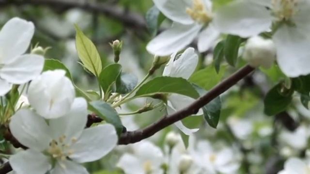 Яблочный спас смотреть онлайн