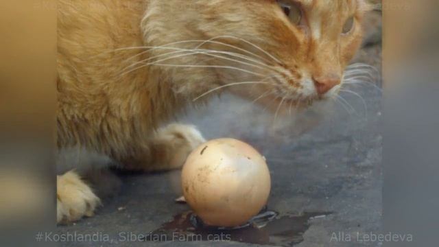 #Koshlandia, Siberian Farm cats #Коты-Яйцееды смотреть онлайн