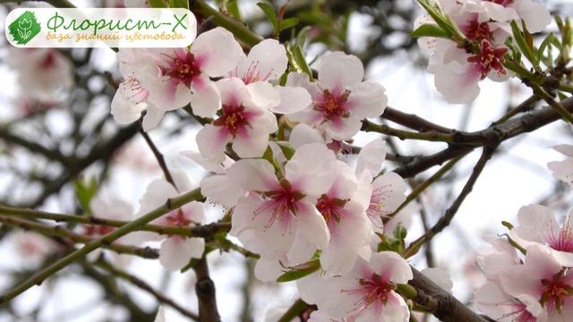 ? Кустарник миндаль – посадка и уход; декоративный миндаль – выращивание, виды и сорта смотреть онлайн