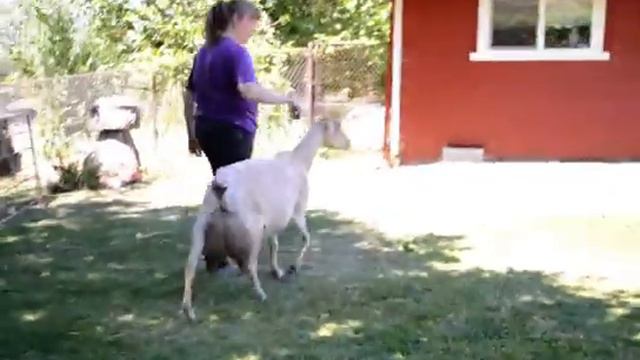 Xochitl LA 92 EEEE 2011 смотреть онлайн